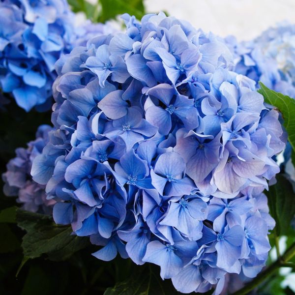 Close-up of stunning blue flowers on Nikko Blue Hydrangea