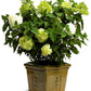 Limelight Hydrangea with bright green blooms