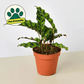 Rattlesnake Plant (Calathea lancifolia)