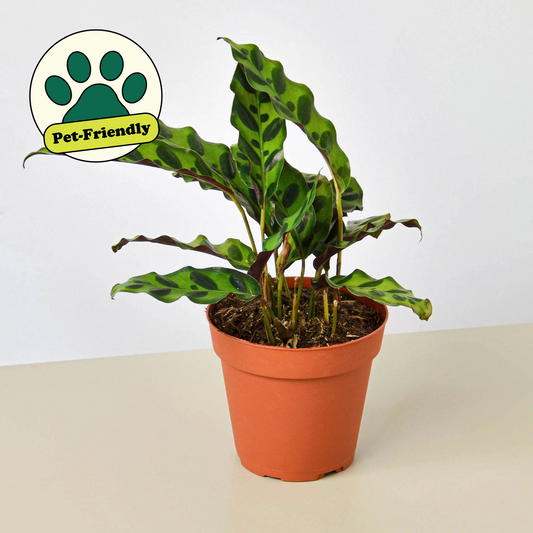 Rattlesnake Plant (Calathea lancifolia)