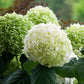 Close-up of Incrediball® Hydrangea's green, cream, and white blossoms