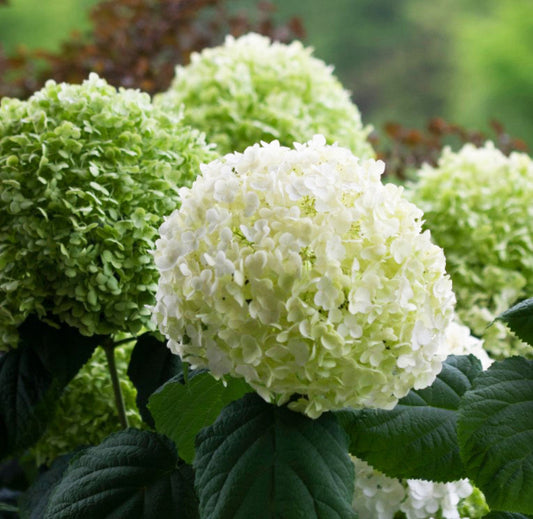 Close-up of Incrediball® Hydrangea's green, cream, and white blossoms