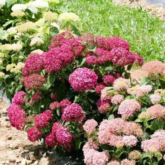 Invincibelle Mini Mauvette Hydrangea adding vibrant color to a garden