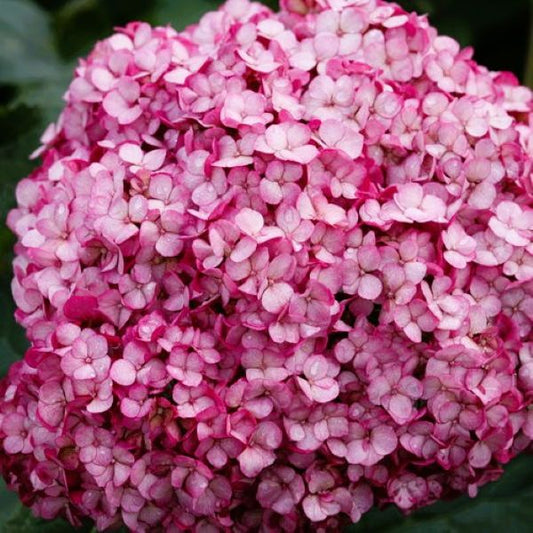Close-up of deep purple flowers on Invincibelle Mini Mauvette Hydrangea
