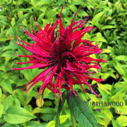 Close-up of Jacob Cline Monarda's lush green foliage and red flowers