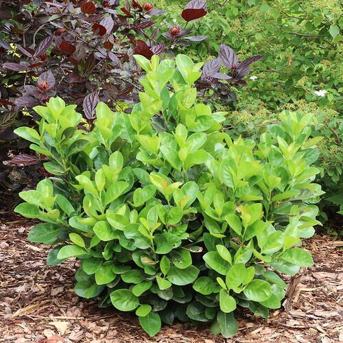 jade-turtle-cherry-laurel-shrubinlandscapegreenleaves