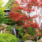 Japanese Red Maple with deep red to burgundy foliage in spring