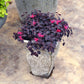 Jazz Hands Mini Loropetalum with bright pink flowers in mid-spring.