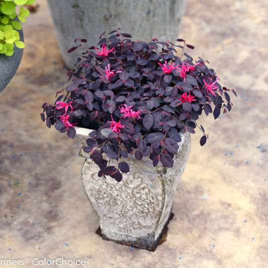 Jazz Hands Mini Loropetalum with bright pink flowers in mid-spring.