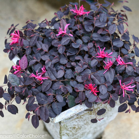 Close-up of Jazz Hands Mini Loropetalum’s black-purple foliage shown in patio container 