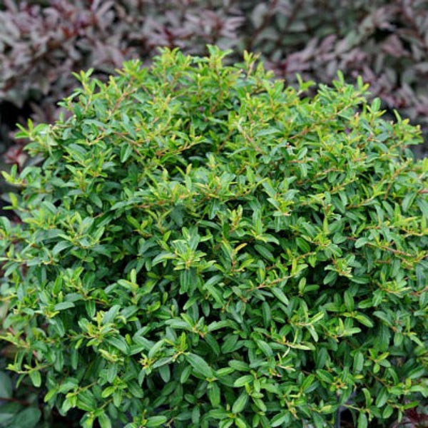 Juke Box® xPyracomeles with globe-shaped habit and shiny leaves