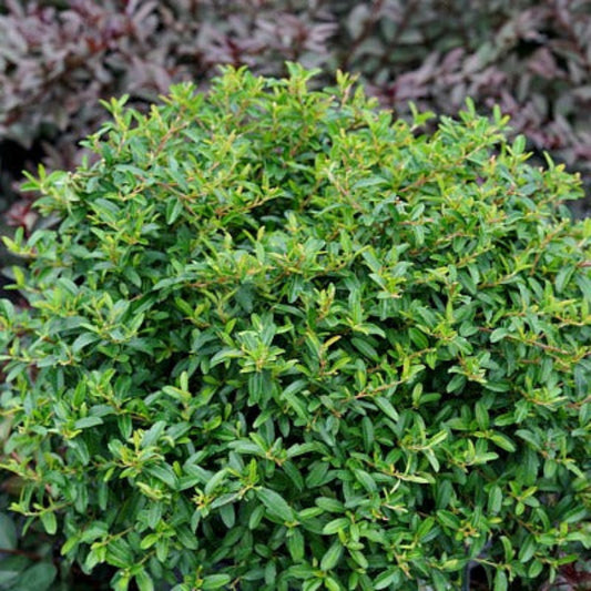 Juke Box® xPyracomeles with globe-shaped habit and shiny leaves