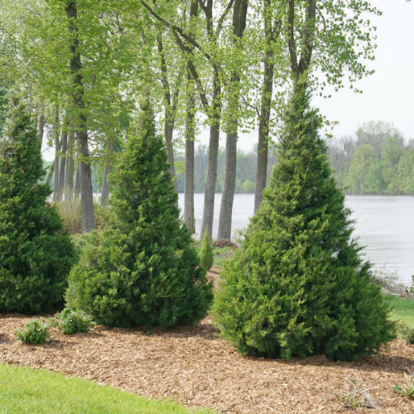 Gin Fizz® Juniper providing natural privacy screen in a garden