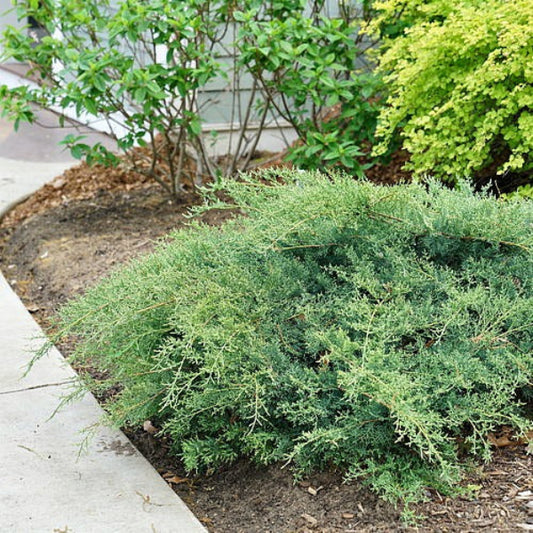 Montana Moss® Juniper creating a low-growing border in a garden
