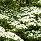 Kousa Dogwood with beautiful white blossoms in late spring