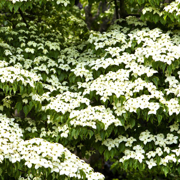 Kousa Dogwood with beautiful white blossoms in late spring