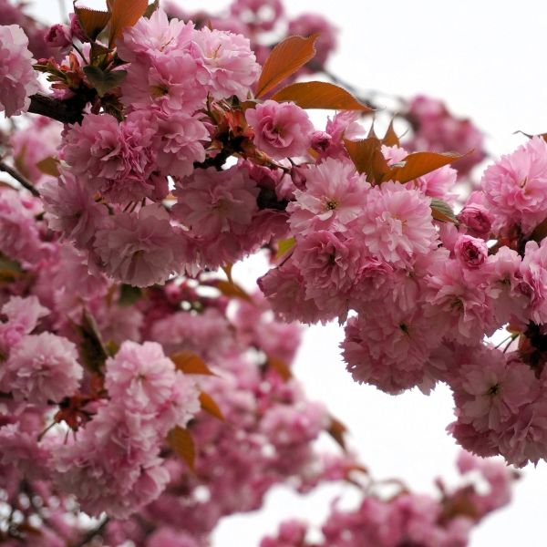 Close-up of Kwanzan Cherry Blossom Tree's large, double pink flowers