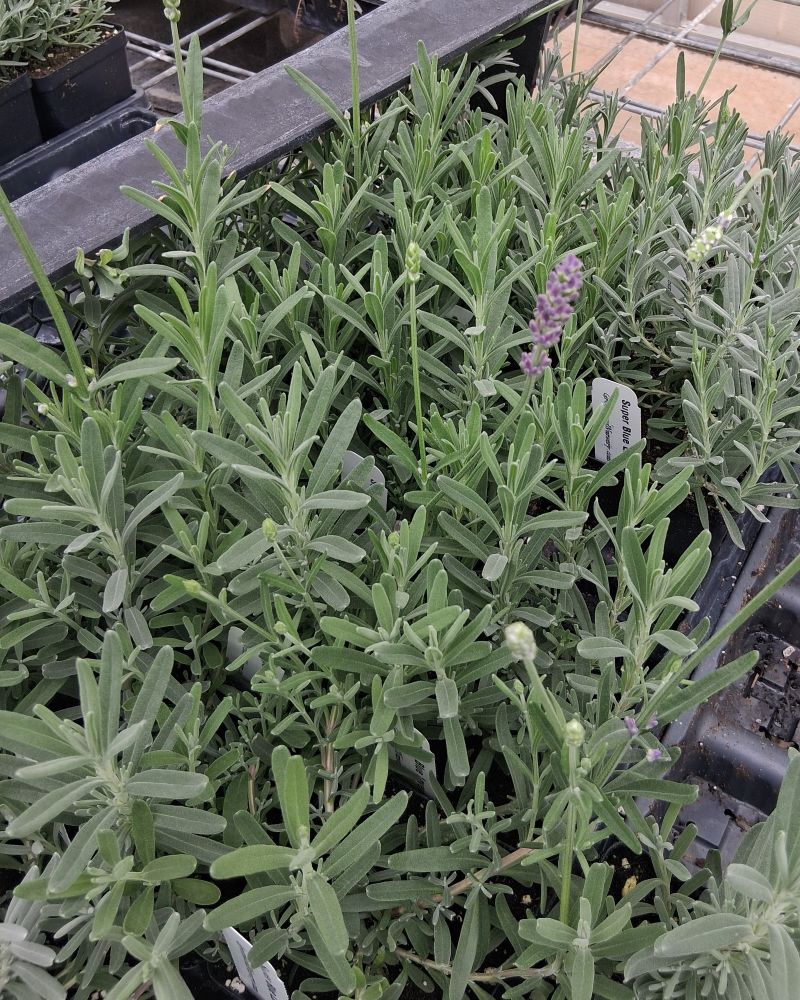 super blue lavender in pots for the greenhouse