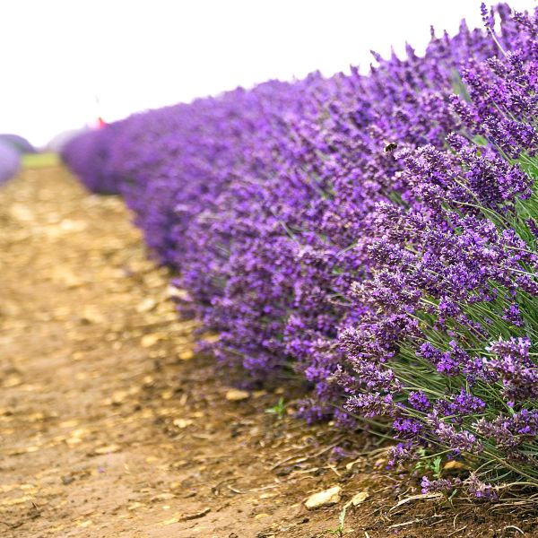 "Hidcote Lavender’s deep purple blooms creating a striking garden border"