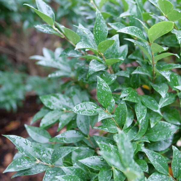 Close-up of Kindly Japanese Privet’s bright green foliage