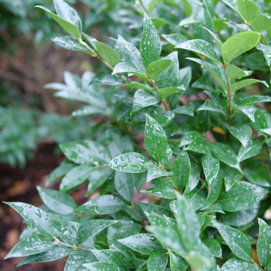 Close-up of Kindly Japanese Privet’s bright green foliage