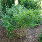 Kindly Japanese Privet adding charm and structure to a garden border