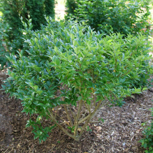 Kindly Japanese Privet adding charm and structure to a garden border