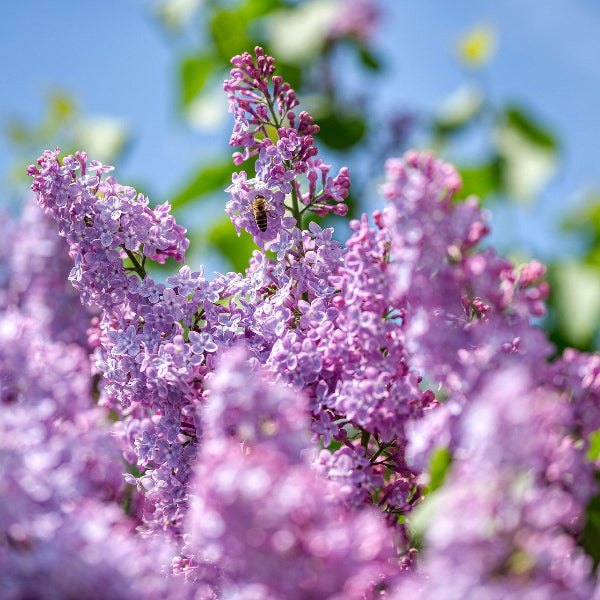 Close-up of Persian Lilac's fragrant pale violet to lavender flowers with honey bee