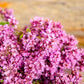 Syringa vulgaris in Full Bloom with Rich Lavender Hues
