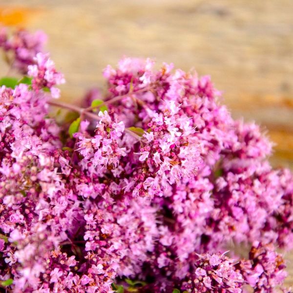 Syringa vulgaris in Full Bloom with Rich Lavender Hues