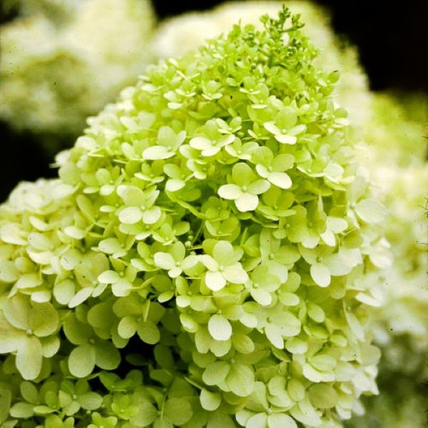 Close-up of bright green flowers transitioning to deep pink on Limelight Hydrangea