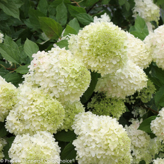 Close-Up of Blossoms: "Close-up of Limelight Hydrangea's green and pink blooms