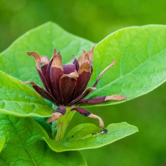 lindera_Benzoin_spice_bushspent bloom