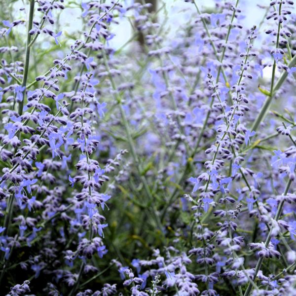 Compact Drought-Tolerant Russian Sage for Gardens