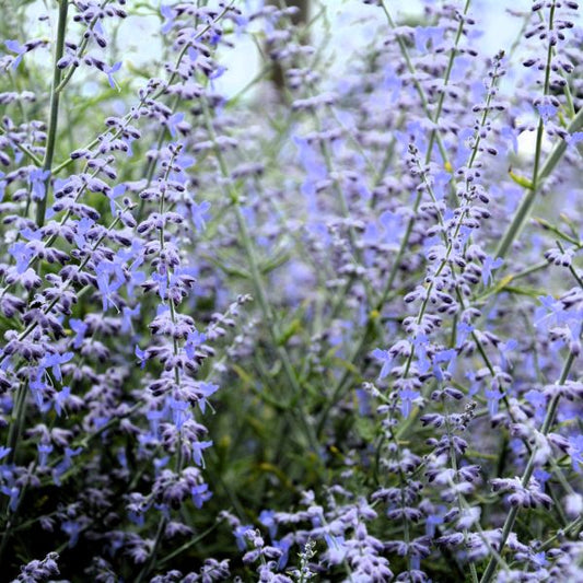 Compact Drought-Tolerant Russian Sage for Gardens