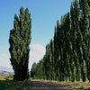 Lombardy Poplar Trees with silvery green leaves creating a privacy screen