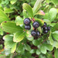 "Dwarf Chokeberry Low Scape Mound® Aronia with dark purple black berries"