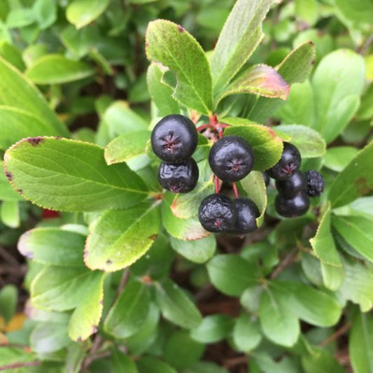 "Dwarf Chokeberry Low Scape Mound® Aronia with dark purple black berries"