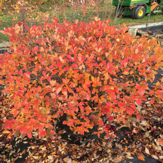 "Brilliant red fall foliage of Dwarf Chokeberry Low Scape Mound® Aronia"