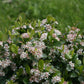 "Dainty white flowers of Dwarf Chokeberry Low Scape Mound® Aronia"