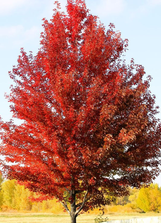 Red Maple tree in fall 
