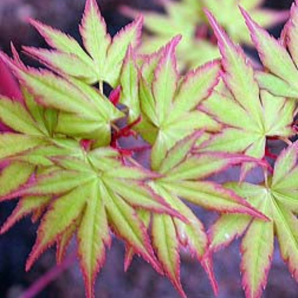Close-up of Japanese Maple Coral Bark Tree’s leaves turning light red in autumn