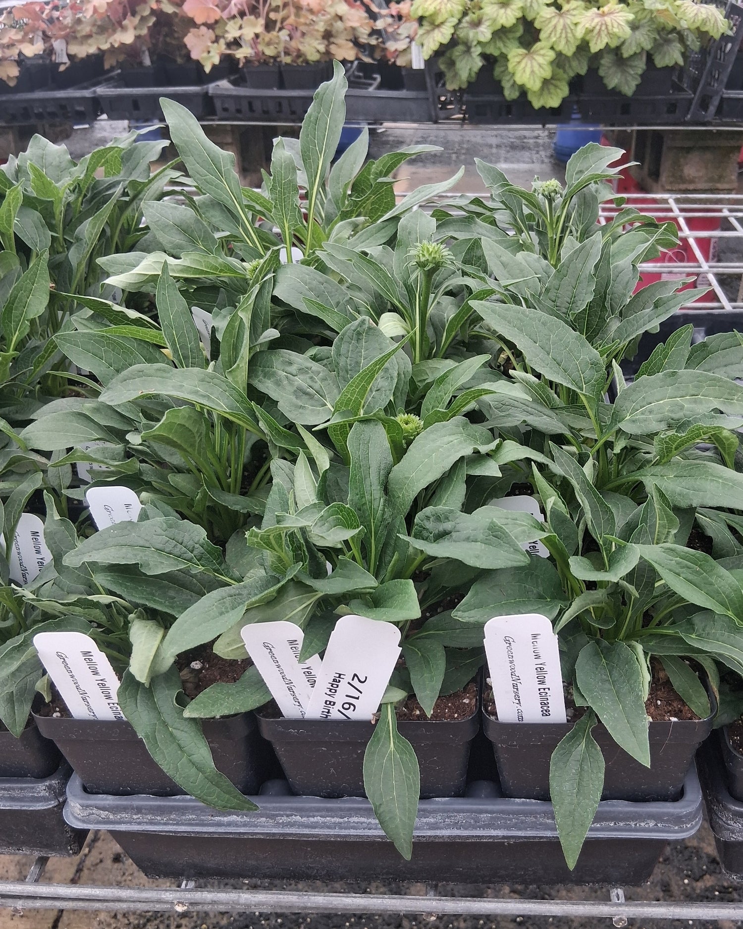 Trays of young Mellow Yellow Echinacea plants in a greenhouse with healthy green foliage and labeled pots.”