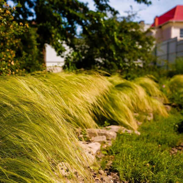 Greenwood Nursery Elegant Mexican Feather Grass for Borders and Containers"
