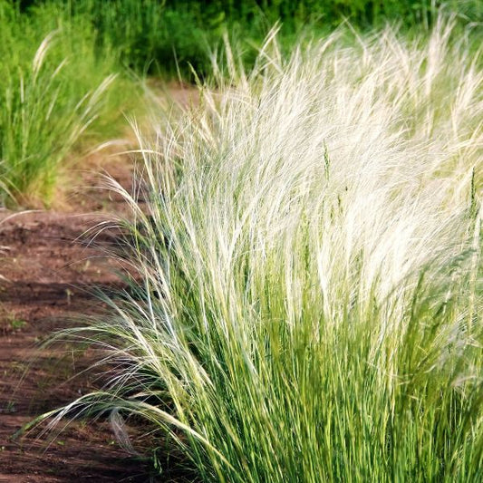 Greenwood Nursery Elegant Mexican Feather Grass for Borders and Containers"