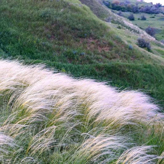 Nassella tenuissima Swaying Gracefully in the Breeze"