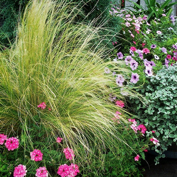 Mexican Feather Grass adding an airy touch to a garden landscape