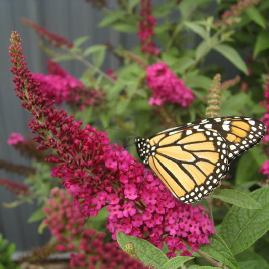 "Hummingbirds and butterflies attracted to Miss Molly Buddleia"