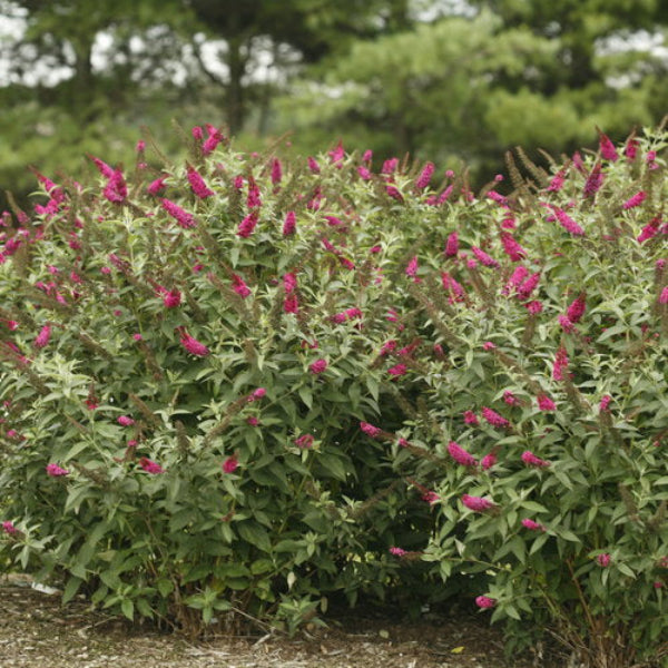 "Fragrant Miss Molly Butterfly Bush in garden"