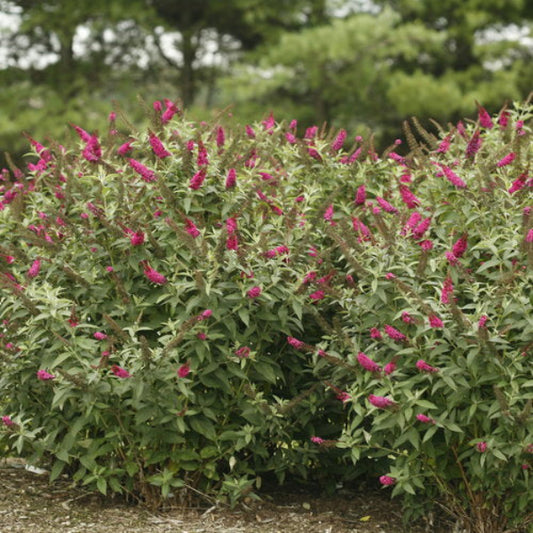 "Fragrant Miss Molly Butterfly Bush in garden"